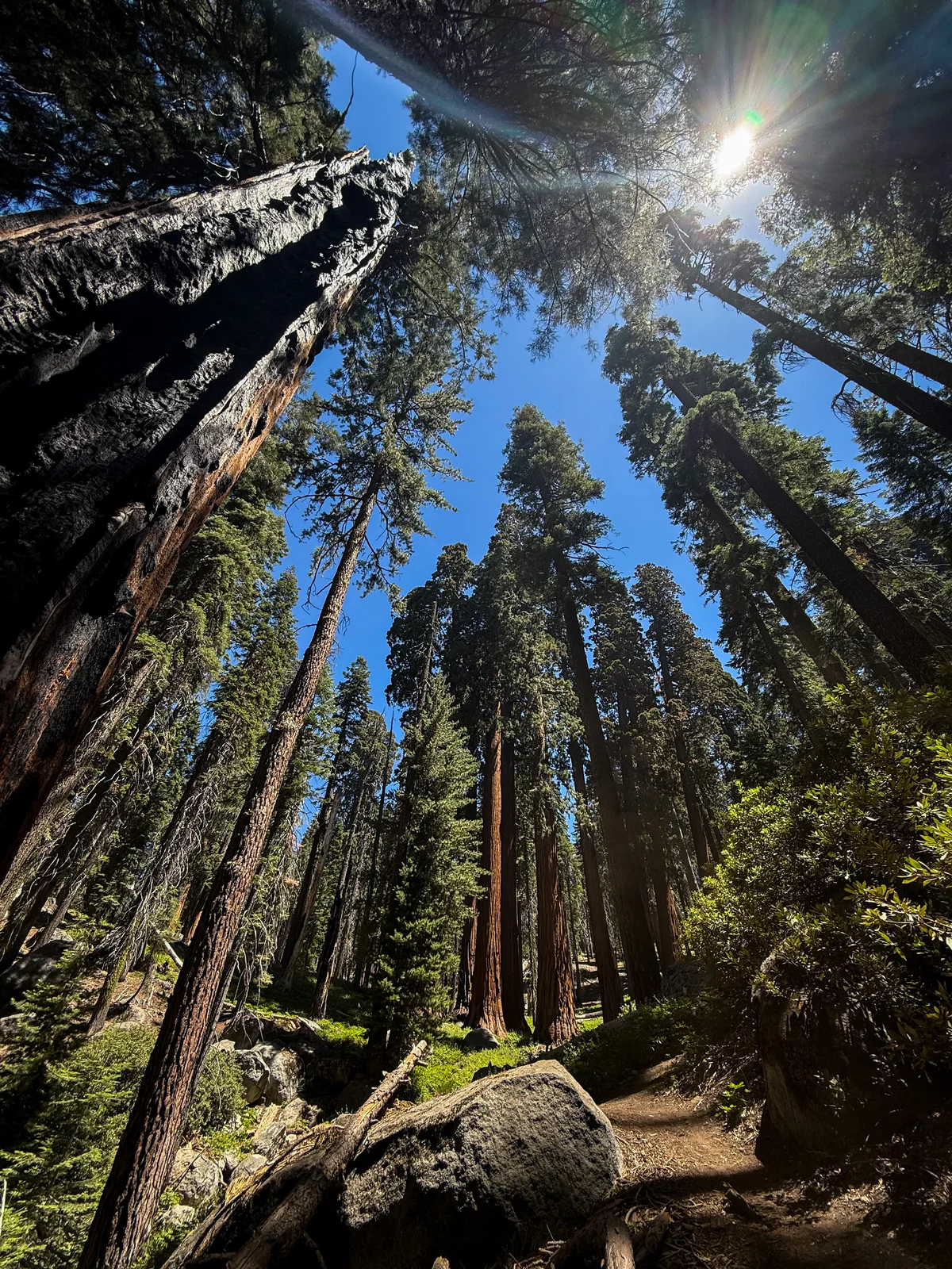 Tall pine trees reaching toward the sky